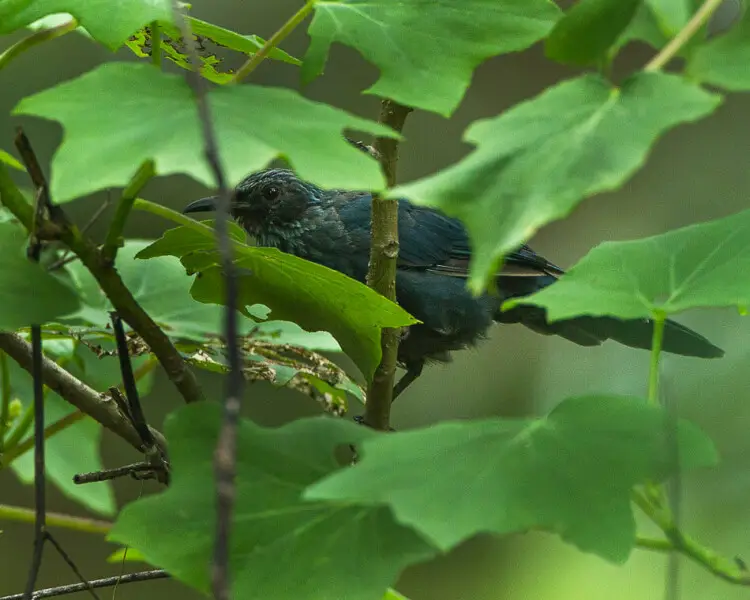 Blue mockingbird