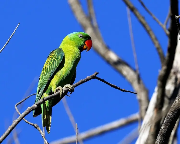 Blue-naped parrot