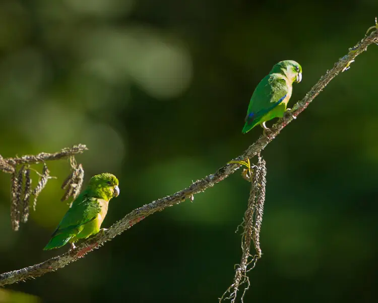 Large-billed parrotlet