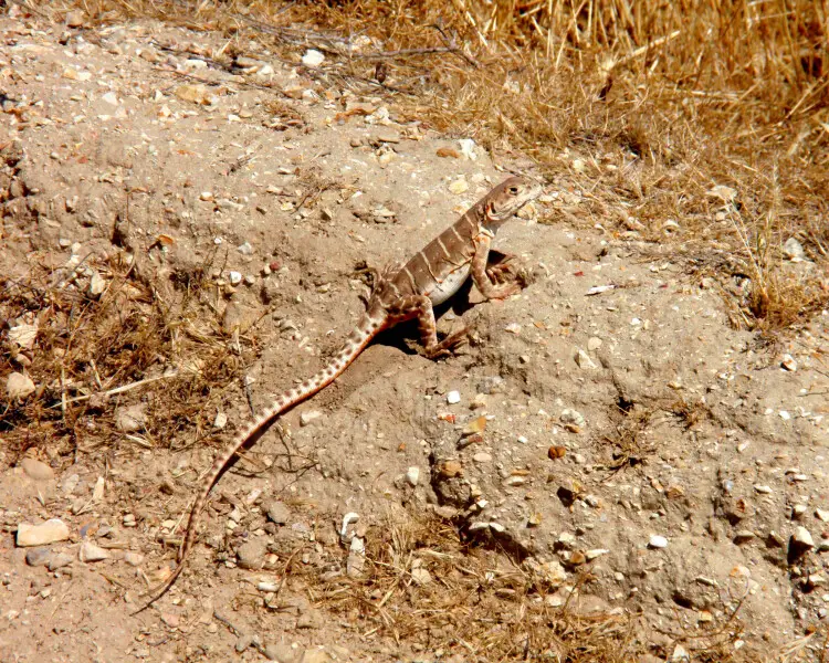 Gambelia sila Facts, Diet, Habitat & Pictures on Animalia.bio