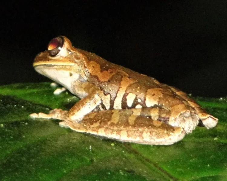 Charuplaya tree frog