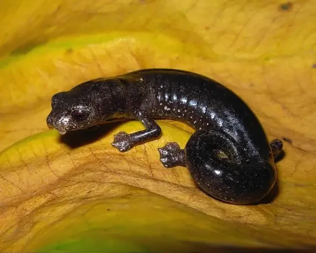 Medellin climbing salamander