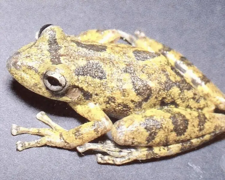 Scinax castroviejoi факти, дієта, ареал і фотографії на Animalia.bio