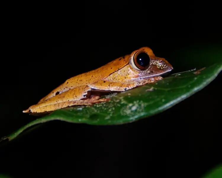 Boophis boehmei факти, дієта, ареал і фотографії на Animalia.bio