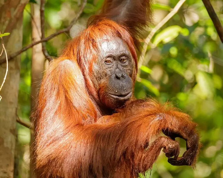 Bornean Orangutan - Facts, Diet, Habitat & Pictures on 