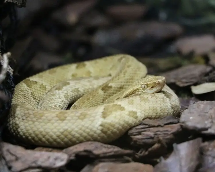 Golden Lancehead