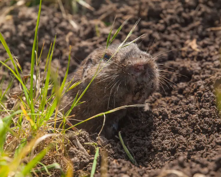 Thomomys bottae Fatti, dieta, habitat e immagini su Animalia.bio