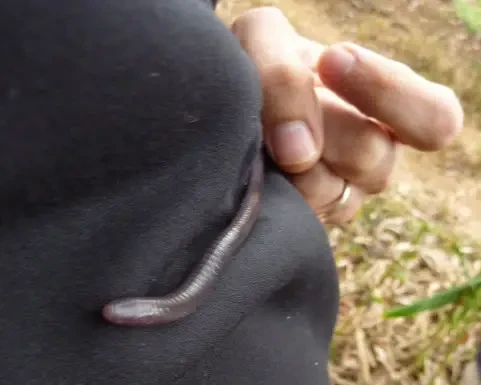 Boulengerula niedeni
