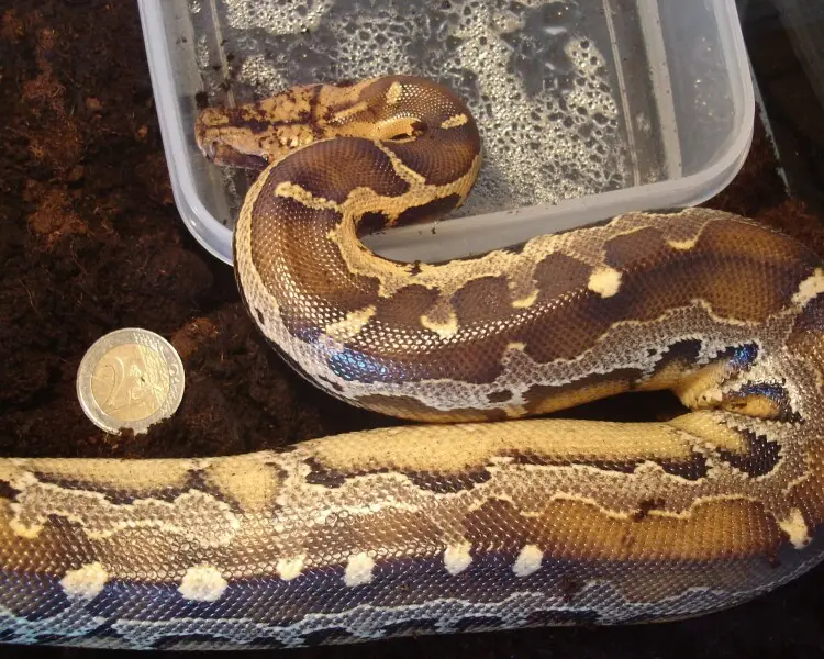 Borneo python