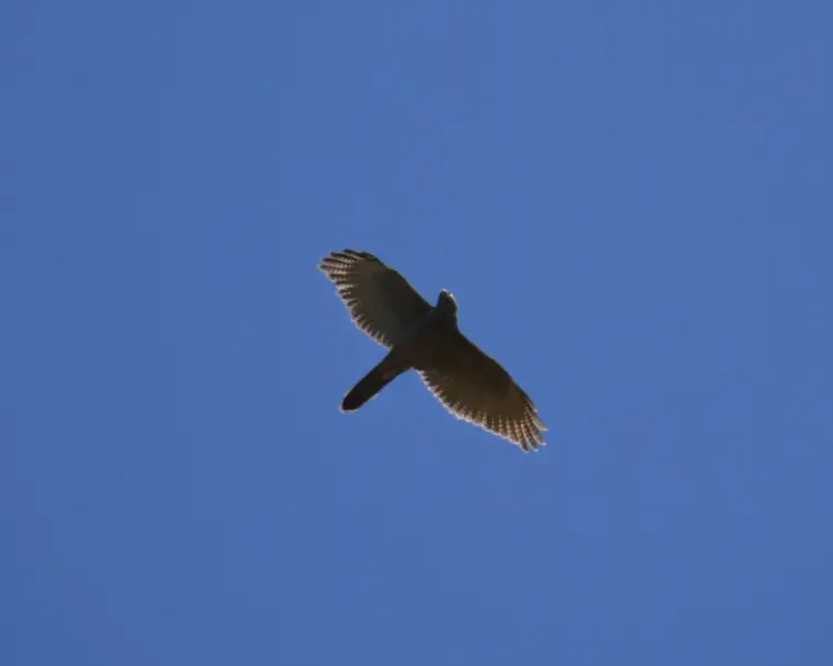 Brown goshawk