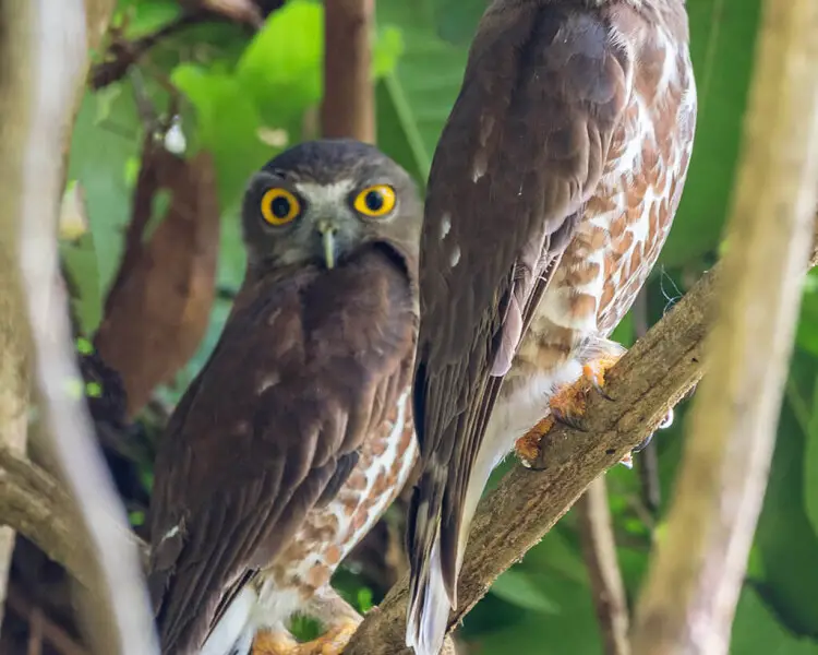 Brown hawk-owl