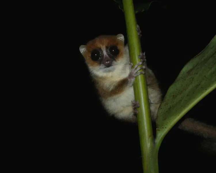 Endemic Animals of Madagascar