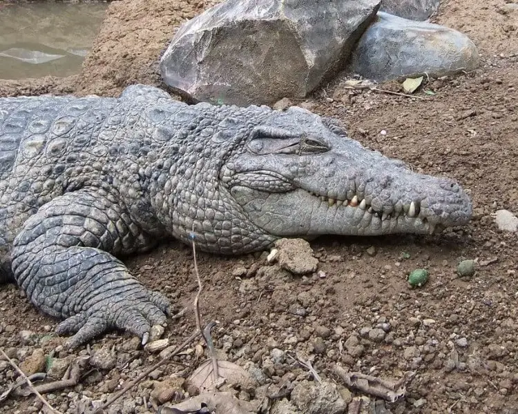 New Guinea Crocodile