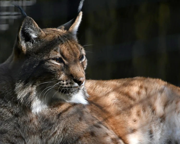 Carpathian lynx