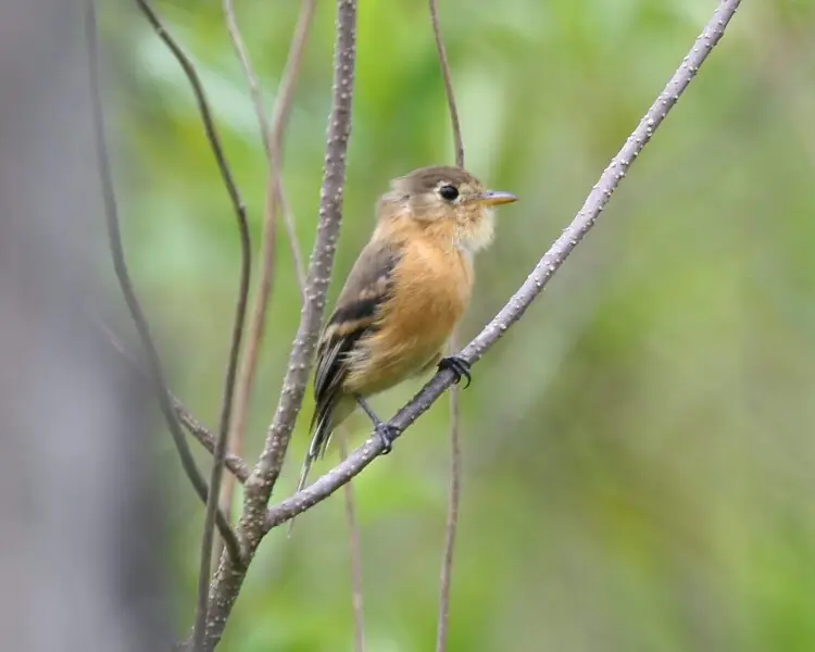 Buff-breasted flycatcher