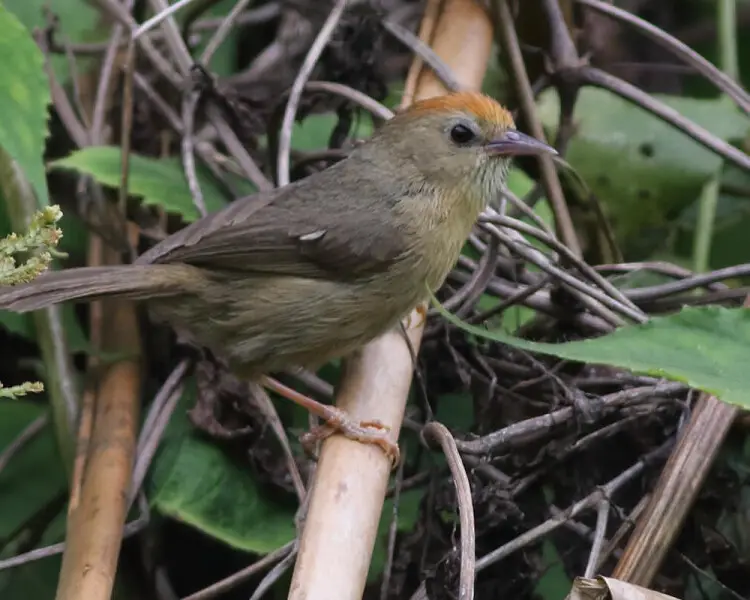 Buff-chested babbler