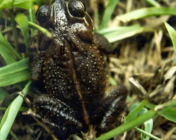 Incilius campbelli факти, дієта, ареал і фотографії на Animalia.bio