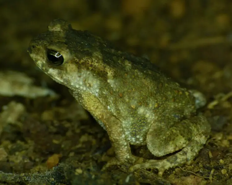 Duttaphrynus parietalis Facts, Diet, Habitat & Pictures on Animalia.bio