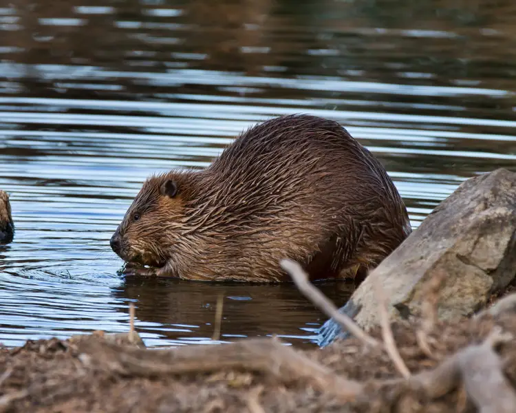 American  Beaver