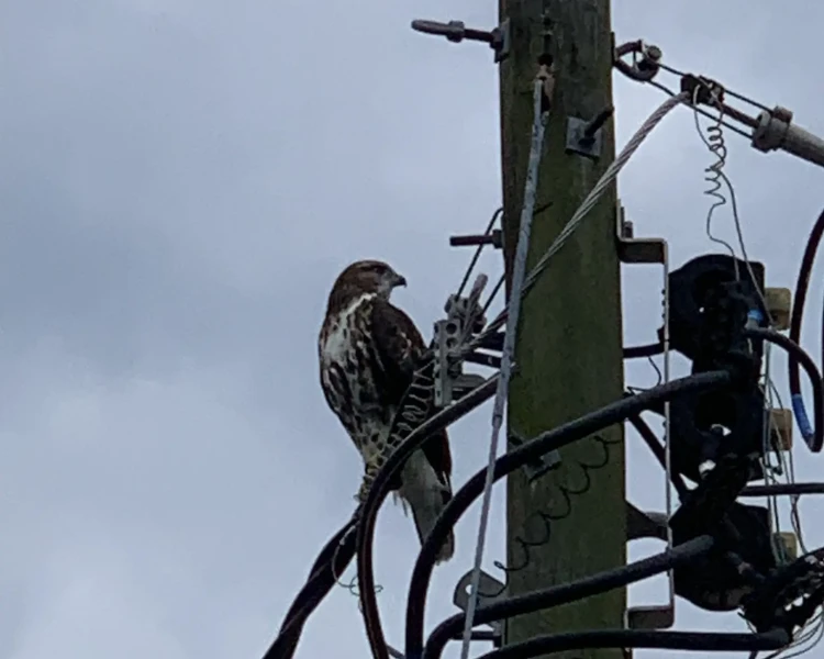 Florida red-tailed hawk