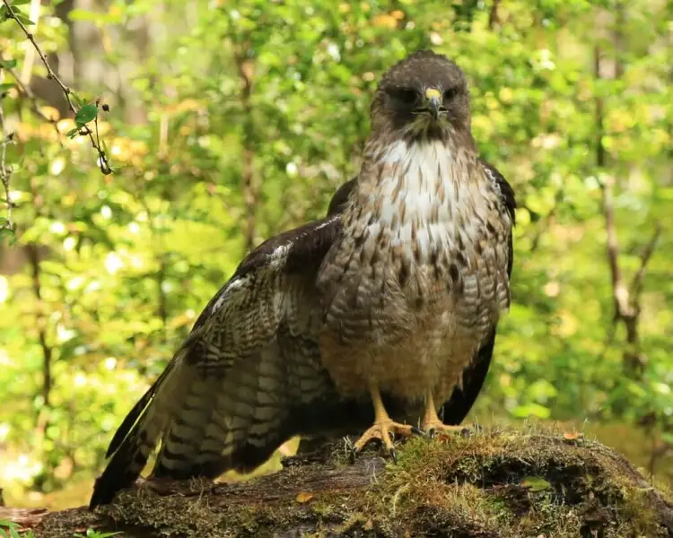 Rufous-tailed hawk