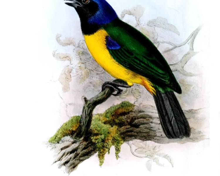 Black-chested mountain tanager