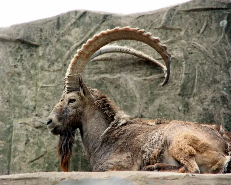 Argali