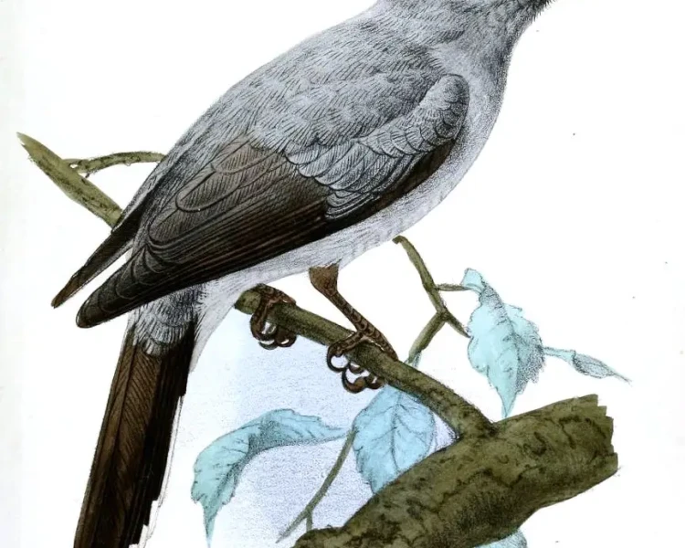Indochinese cuckooshrike