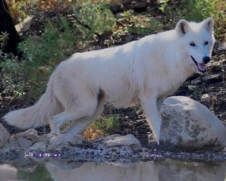 Alaskan tundra wolf
