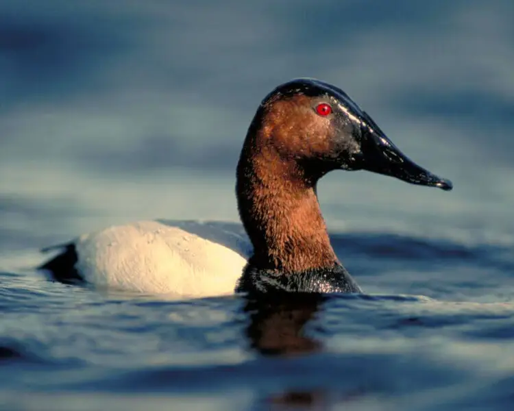 Canvasback Facts, Diet, Habitat & Pictures on Animalia.bio
