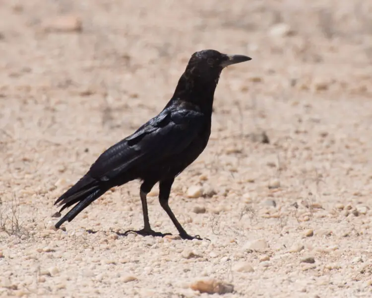 Cape crow
