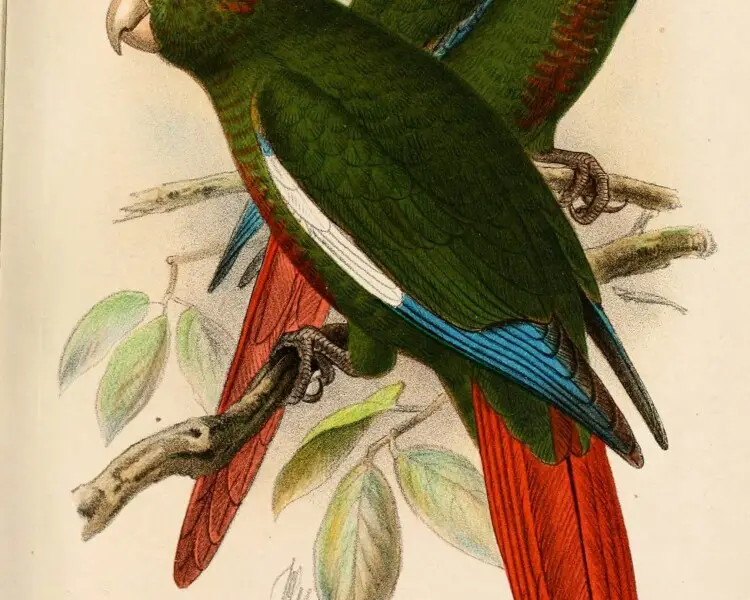 Rose-crowned parakeet