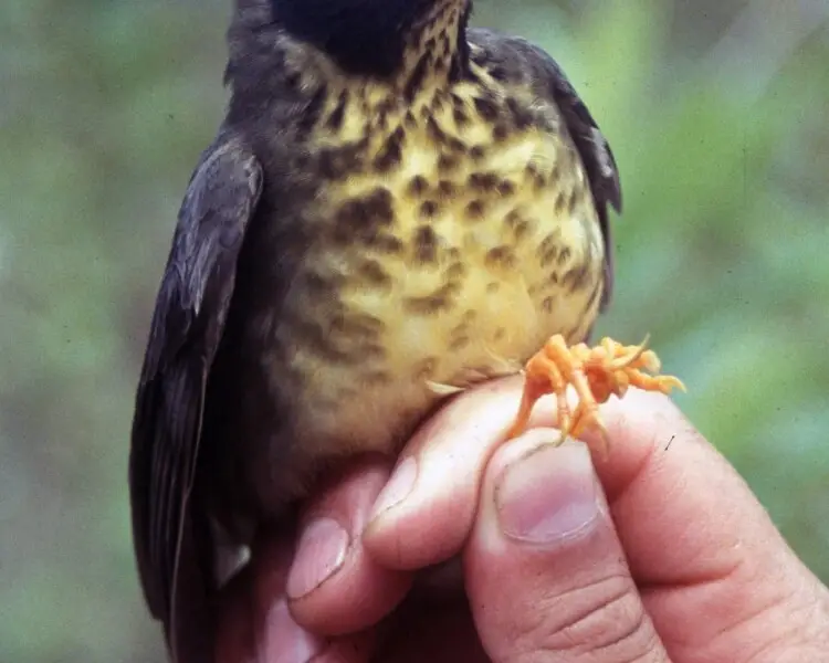 Sclater's nightingale-thrush