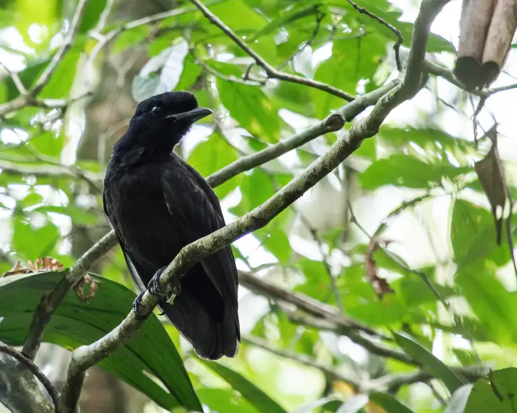 Bare-necked umbrellabird