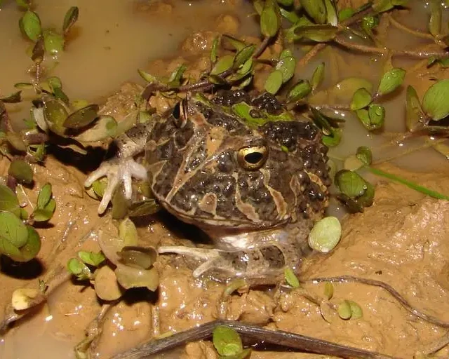 Venezuelan horned frog