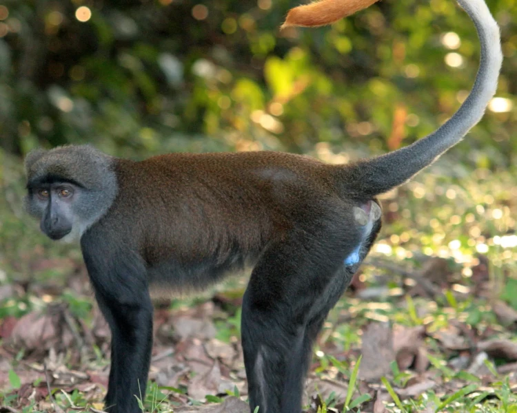 Sun-tailed monkey