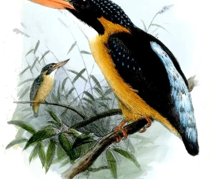 Buru dwarf kingfisher