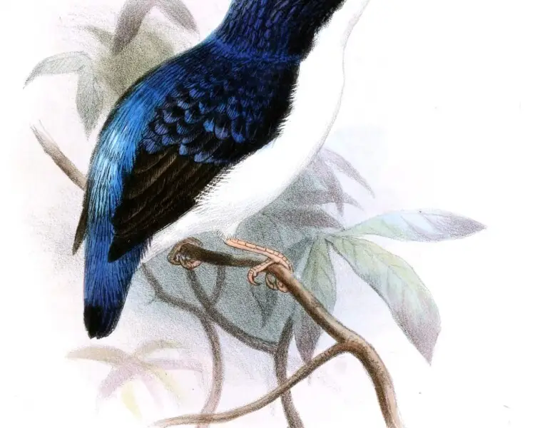 Makira dwarf kingfisher