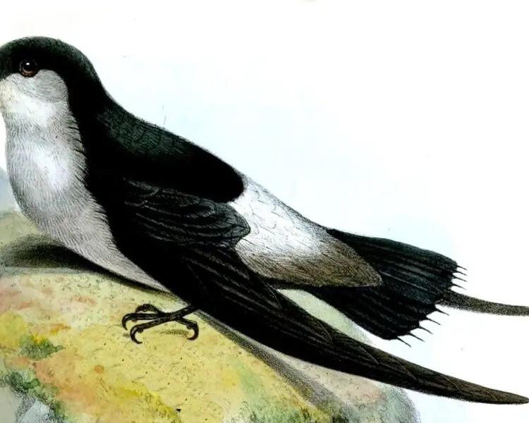 Grey-rumped swift