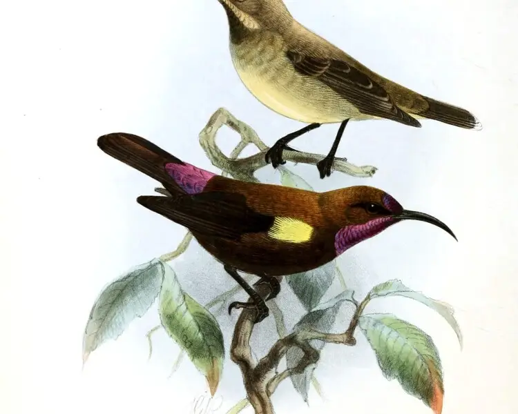 Carmelite sunbird