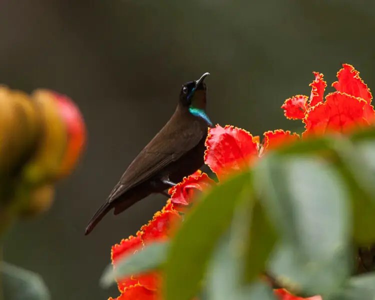 Green-throated sunbird