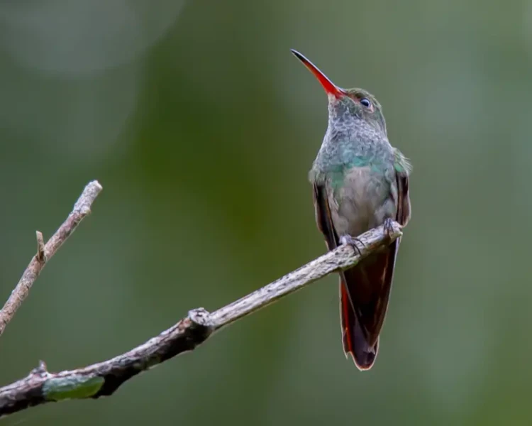 Charming hummingbird