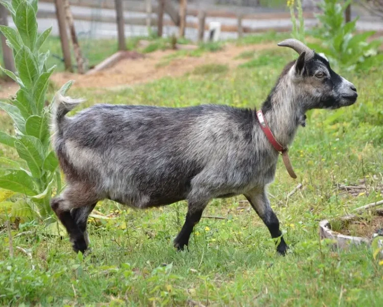 Goat - Facts, Diet, Habitat & Pictures on 