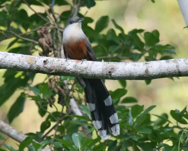 Chestnut-bellied cuckoo
