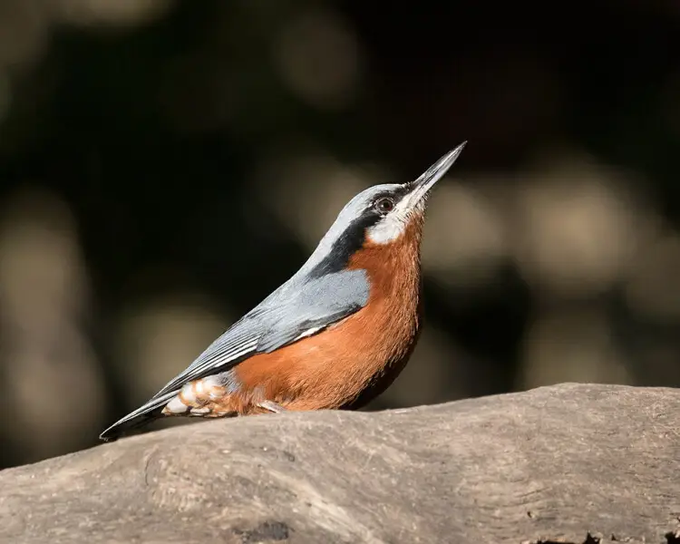 Indian nuthatch