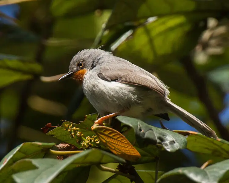 Chestnut-throated apalis