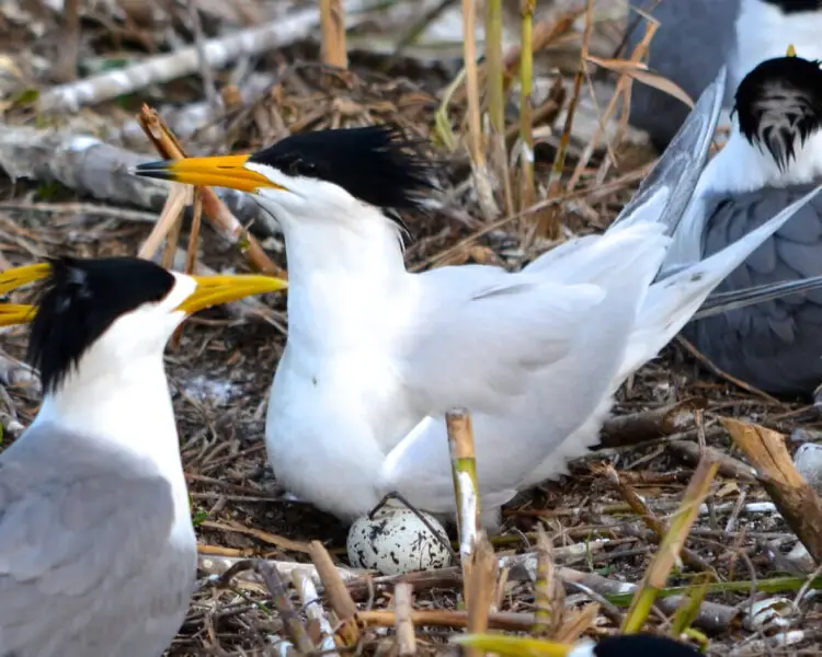 Chinese crested tern