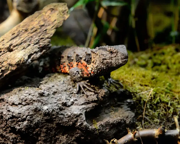 Chinese crocodile lizard