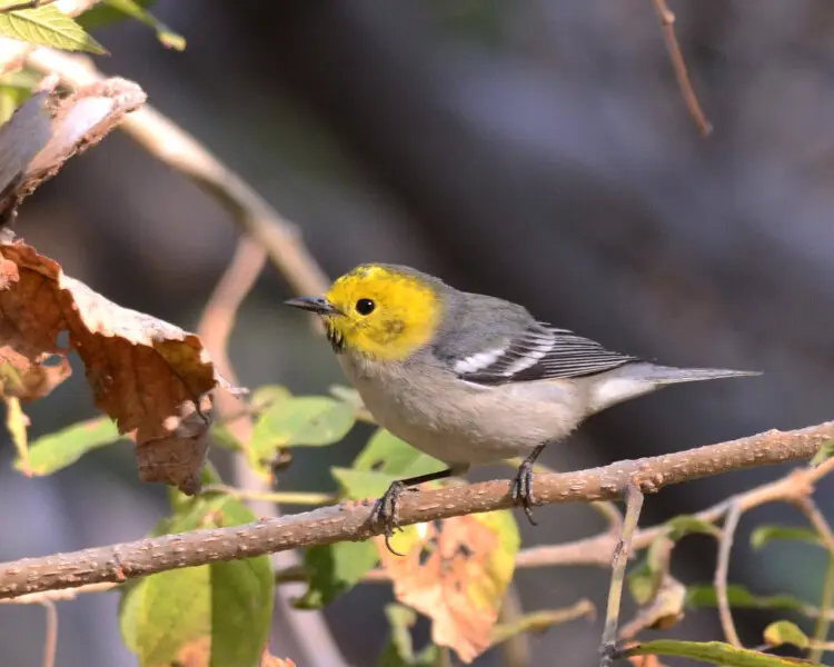 Hermit warbler - Facts, Diet, Habitat & Pictures on Animalia.bio