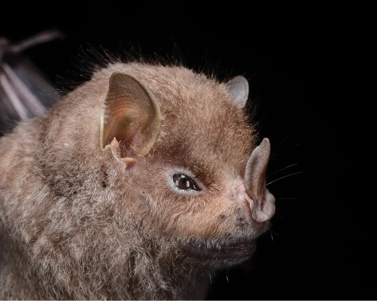 Guadeloupe big-eyed bat